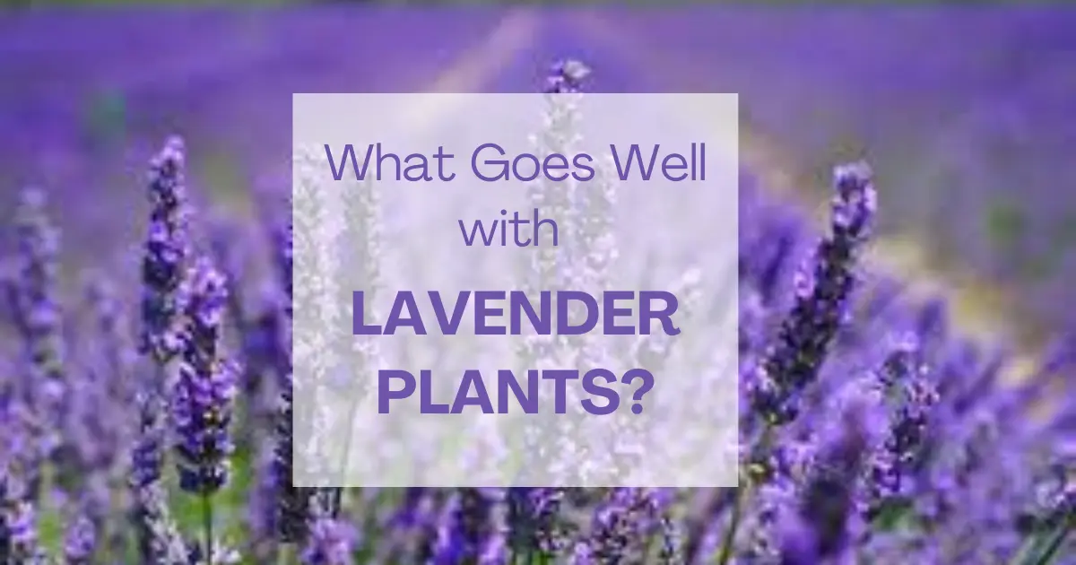 What Goes Well with Lavender Plants